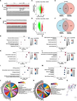 DDX58 expression promotes inflammation and growth arrest in Sertoli cells by stabilizing p65 mRNA in patients with Sertoli cell-only syndrome